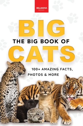 the big book of big cats