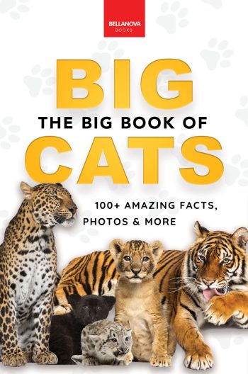 big cats book for kids