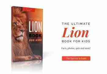lion book for kids