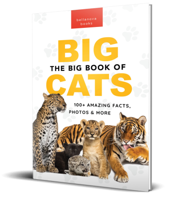 The Big Book of Big Cats paperback cover featuring full-color images of lions, tigers, leopards, jaguars, and snow leopards.