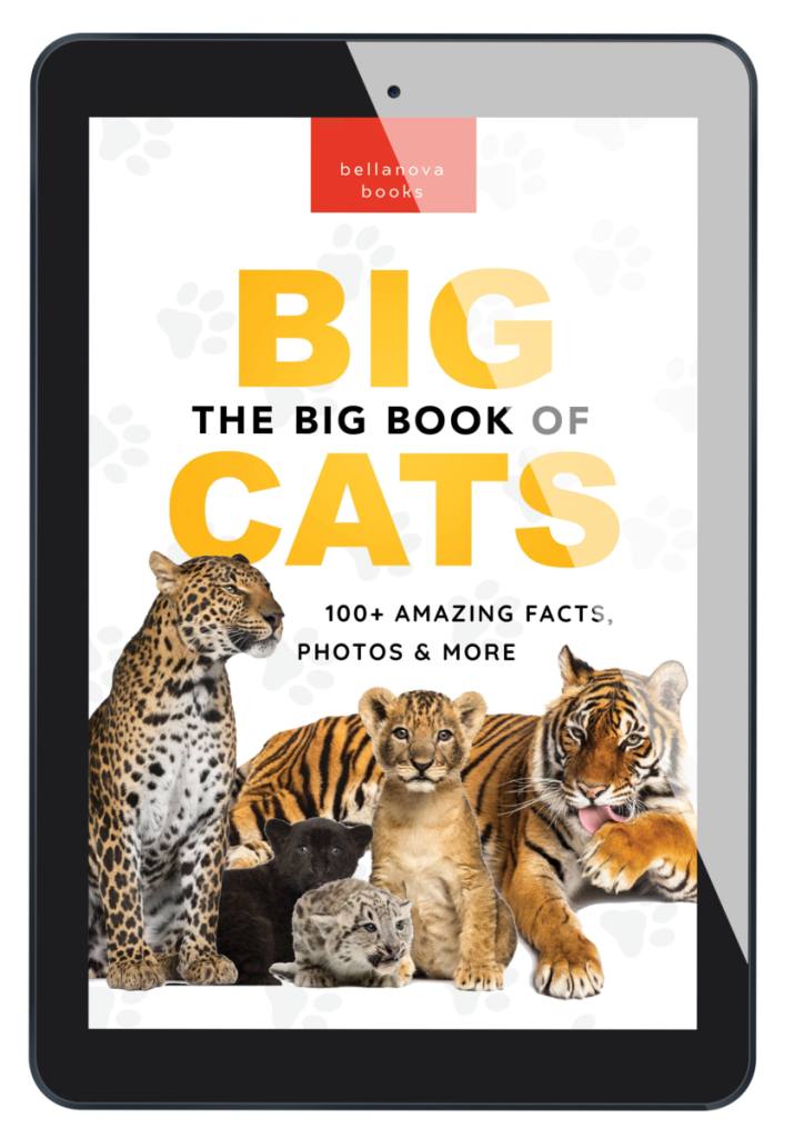 eBook cover of The Big Book of Big Cats showcasing multiple big cat species for children aged 7+.