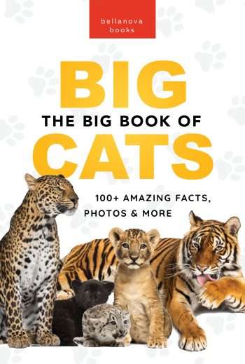 big cats book for kids