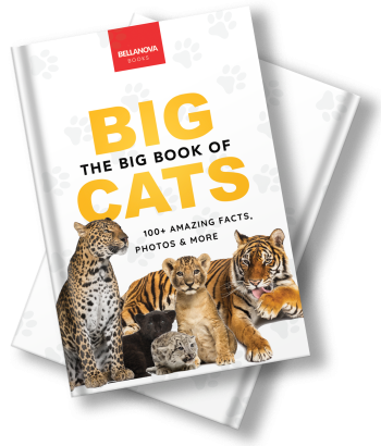 the ultimate big cats book for kids