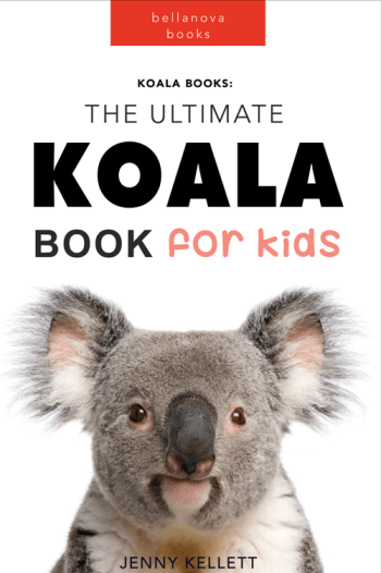 koala book for kids