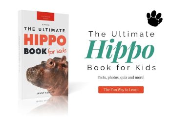 hippo book for kids