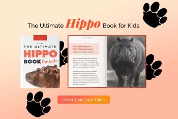 hippo book for kids