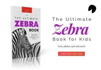 zebra book for kids