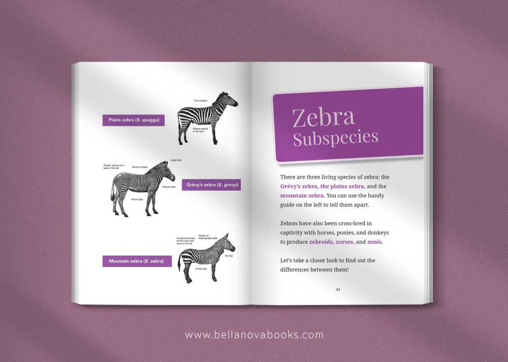 zebra subspecies in the ultimate zebra book for kids