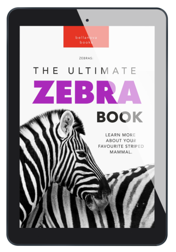 Zebras: The Ultimate Zebra Book - Image 3