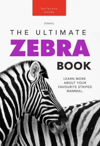 zebra book for kids