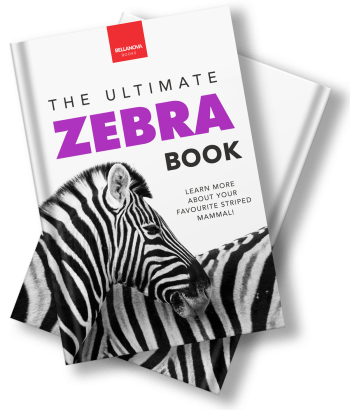 the ultimate zebra book for kids cover images