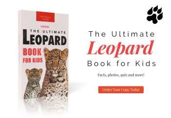 leopard book for kids