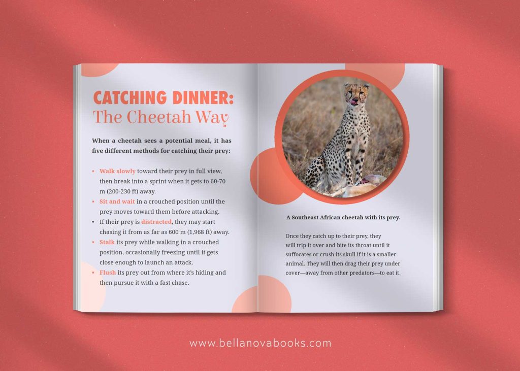 Inside page showing cheetah anatomy and unique features with educational facts for young readers.