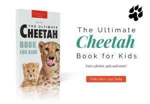 cheetah book for kids