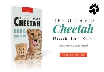 cheetah book for kids