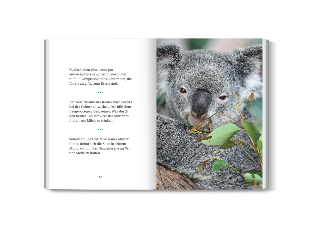 Hochwertiges Foto eines Koalas aus dem Buch