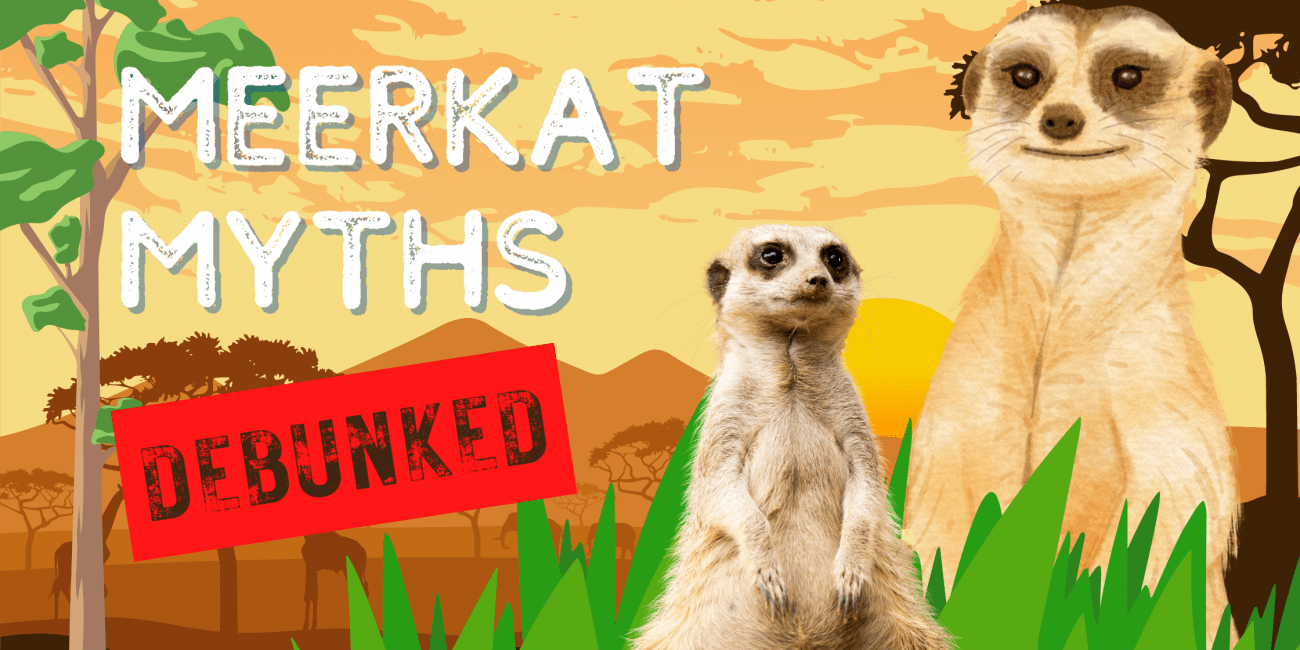 meerkat facts