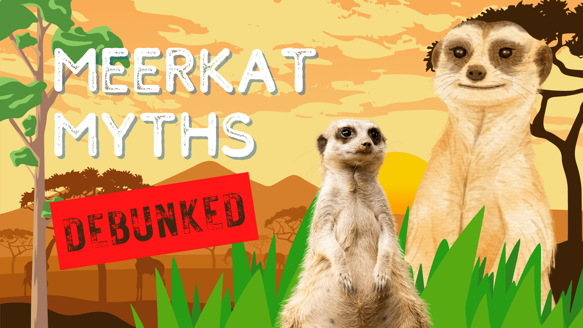 meerkat facts