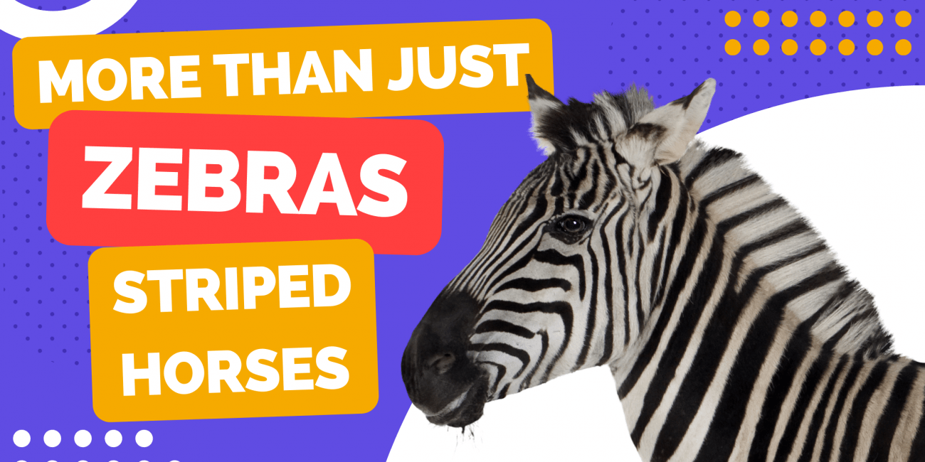 zebra facts