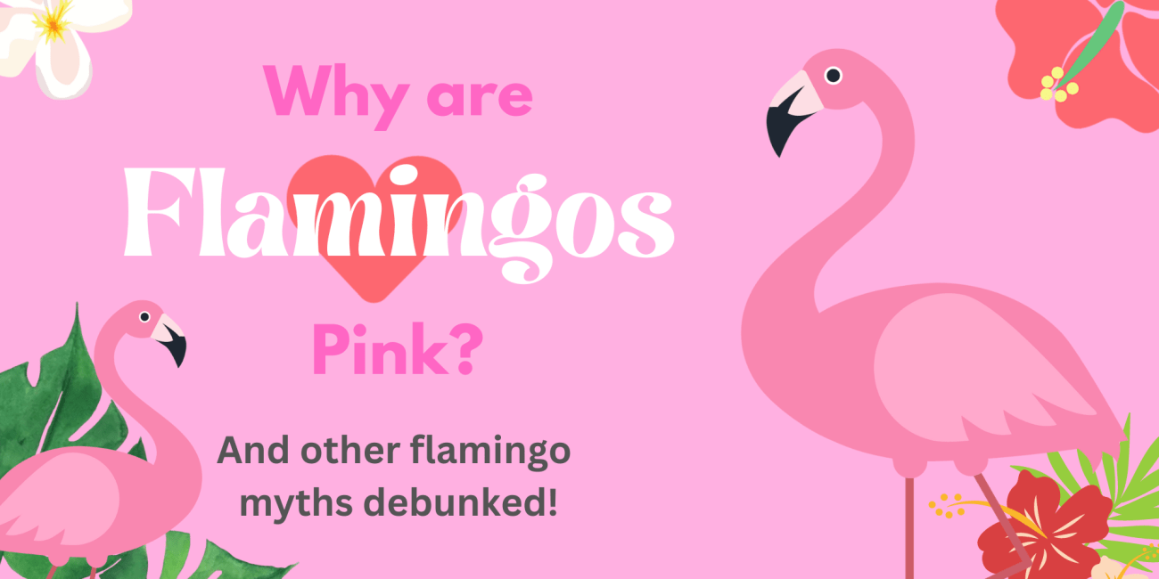 why are flamingos pink