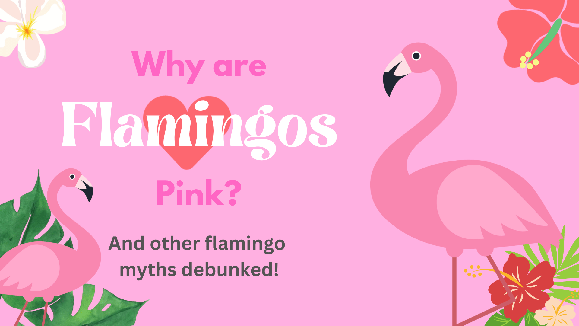 why are flamingos pink