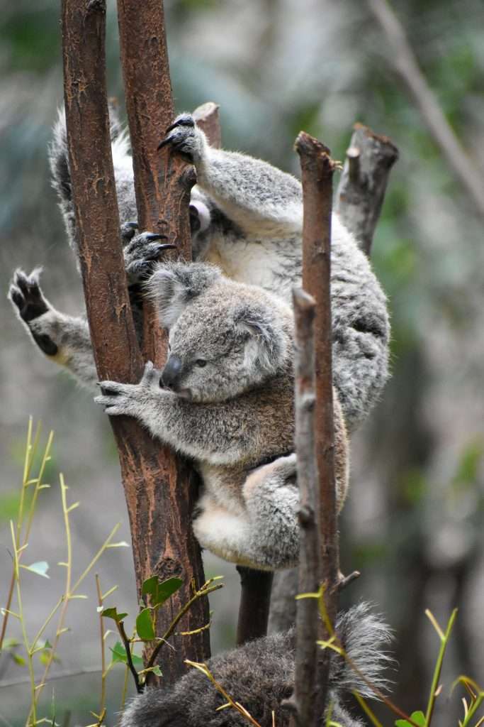 cute baby koala