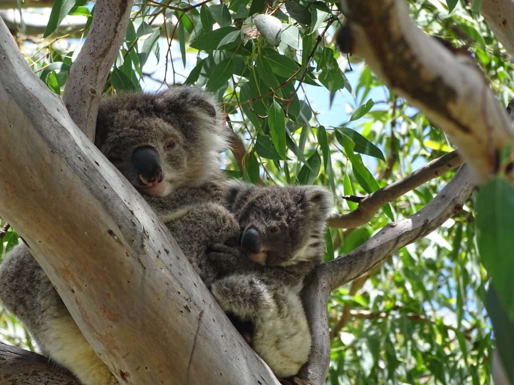 cute baby koala