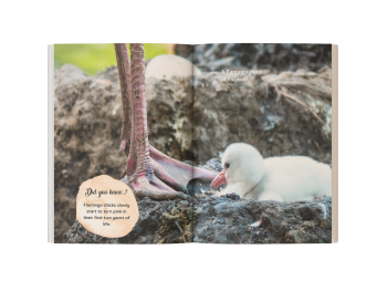 flamingo book for kids