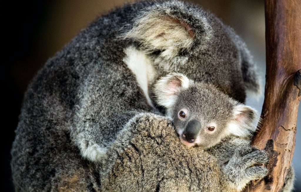 cute baby koala