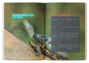 kids turtle book