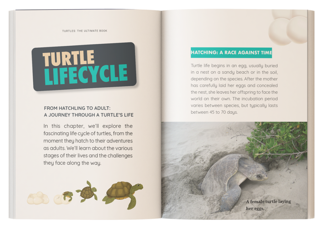 Inside page showing turtle hatchlings, life cycle stages, and fascinating turtle facts for kids.