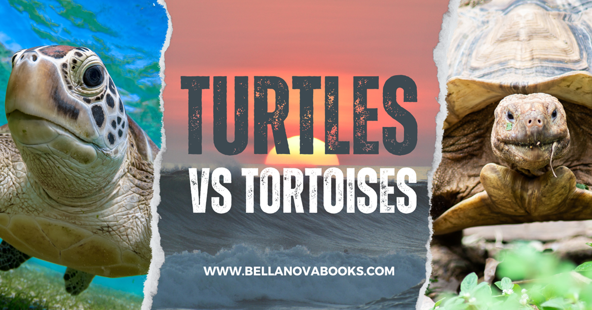turtles vs tortoises
