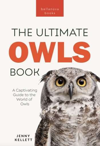 owl book for kids