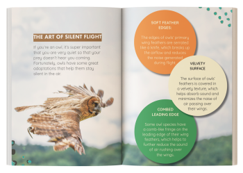 Inside page showcasing different owl species with photos and fun facts for kids.