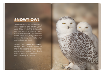 snow owl books