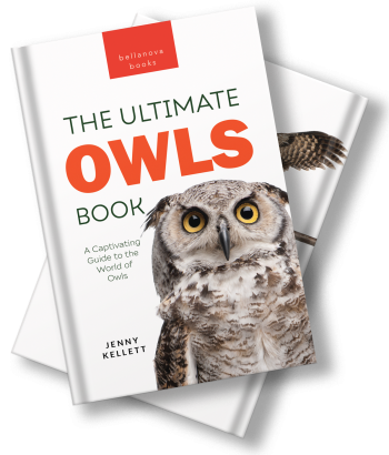 owl book for kids