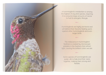hummingbird book for kids