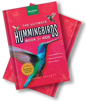 hummingbird kids book