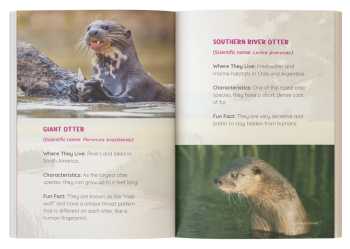 fun facts about otters
