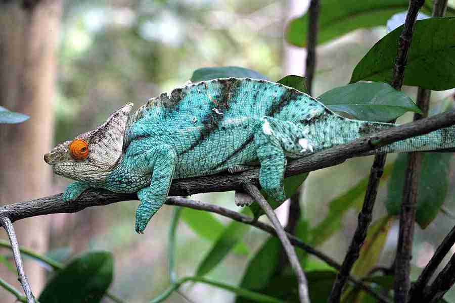parson's chameleon