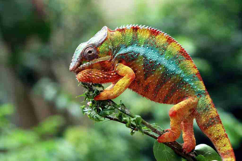 colorful chameleon photo from the ultimate chameleon book for kids
