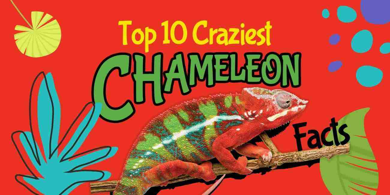 kids chameleon books