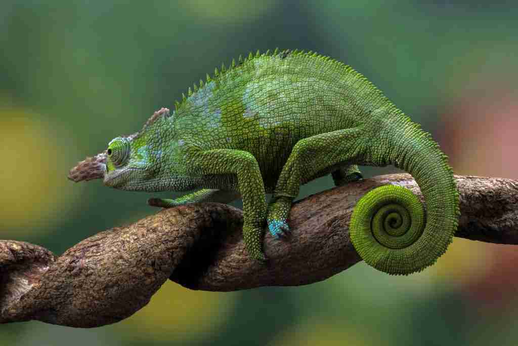 fischer's chameleon