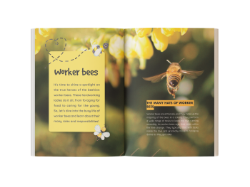 bee book for kids