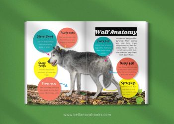 Interactive quiz and word search activity page from The Ultimate Wolf Book for Kids.
