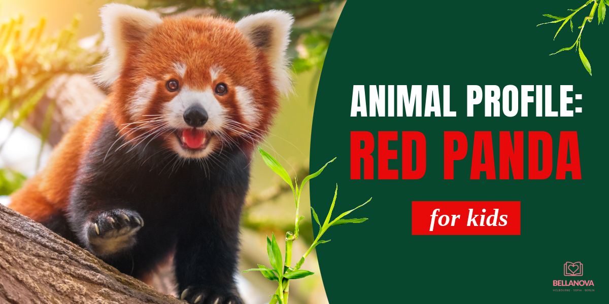 red panda profile