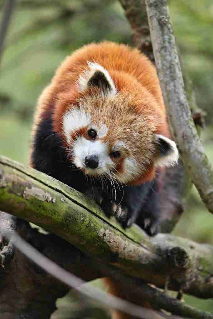 red panda fun facts