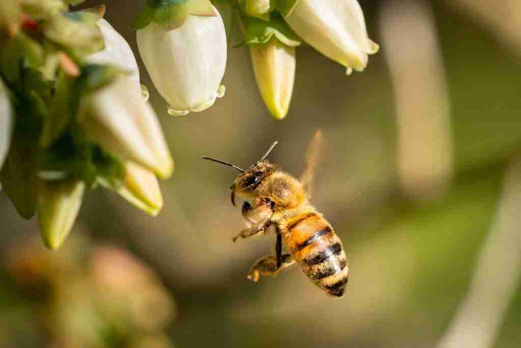 bee pollinating flower