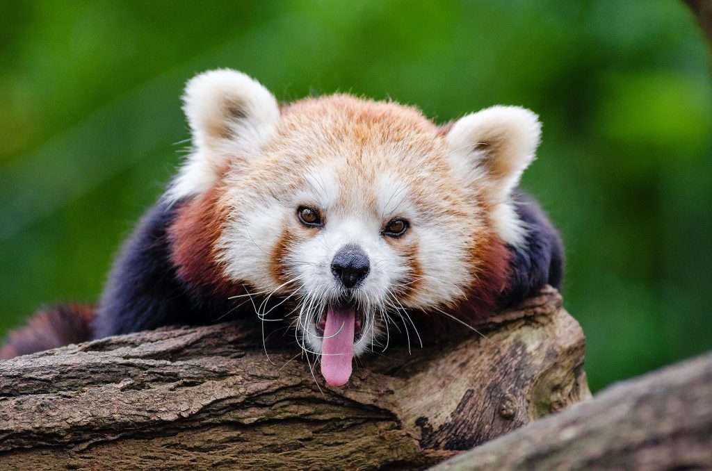 red panda facts