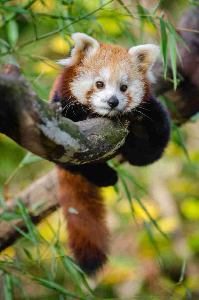 red panda facts for kids